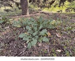 Attēlu rezultāti vaicājumam “Sinapis arvensis leaf”