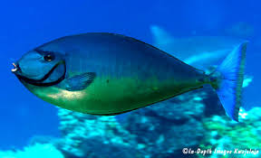 Image result for Naso hexacanthus