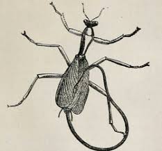 Attēlu rezultāti vaicājumam “Gordius aquaticus”