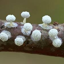 Attēlu rezultāti vaicājumam “Colloderma oculatum”