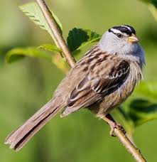 Image result for Zonotrichia leucophrys