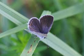 Attēlu rezultāti vaicājumam “Everes argiades underside”