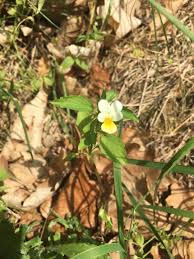 Attēlu rezultāti vaicājumam “Viola arvensis flower”
