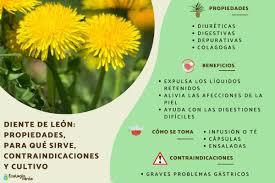 Image result for diente de leon