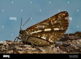 Attēlu rezultāti vaicājumam “Bupalus piniaria female”
