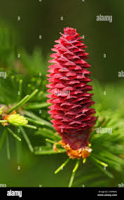 Attēlu rezultāti vaicājumam “Picea abies female flower”