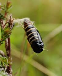 Attēlu rezultāti vaicājumam “Abraxas grossulariata pupa”