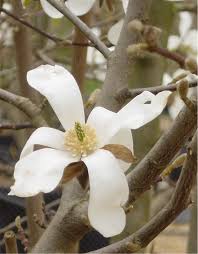 Attēlu rezultāti vaicājumam “Magnolia kobus flower”