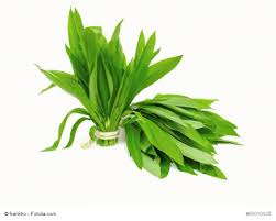 Image result for Bärlauch