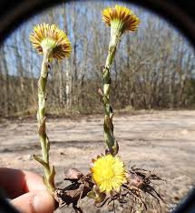 Attēlu rezultāti vaicājumam “Oenothera rubricauli bud”