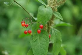 Attēlu rezultāti vaicājumam “Solanum dulcamara leaf”