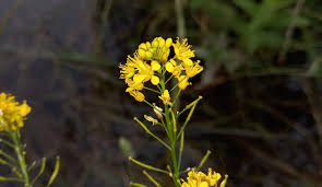 Attēlu rezultāti vaicājumam “Rorippa sylvestris flower”