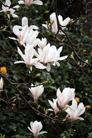Attēlu rezultāti vaicājumam “Magnolia x soulangeana”