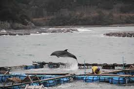 Image result for japan dolphin slaughter
