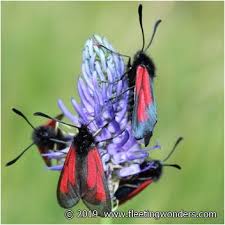 Attēlu rezultāti vaicājumam “Zygaena minos”