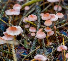 Attēlu rezultāti vaicājumam “Mycena rosella”
