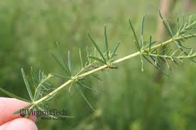 Attēlu rezultāti vaicājumam “Galium verum bud”