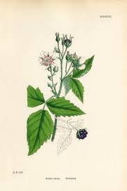 Attēlu rezultāti vaicājumam “Rubus caesius flower”