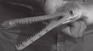 Image result for Lepisosteus osseus