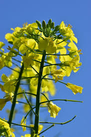 Attēlu rezultāti vaicājumam “Brassica napus”