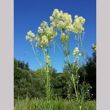 Attēlu rezultāti vaicājumam “Thalictrum lucidum leaf”