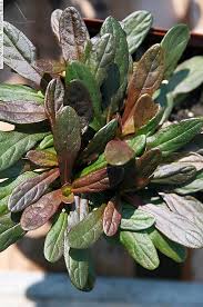Image result for Ajuga reptans