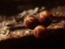 Attēlu rezultāti vaicājumam “Trichia botrytis”