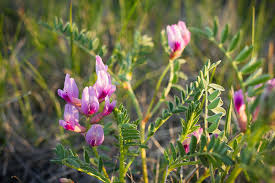 Attēlu rezultāti vaicājumam “Astragalus arenarius flower”