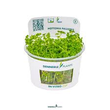 Attēlu rezultāti vaicājumam “Hottonia palustris leaf”