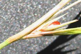 Attēlu rezultāti vaicājumam “Juncus bufonius”