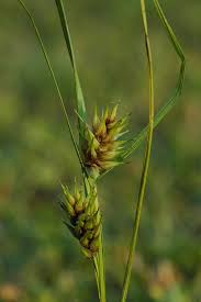 Attēlu rezultāti vaicājumam “Carex viridula fruit”