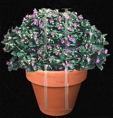 Image result for Exacum affine