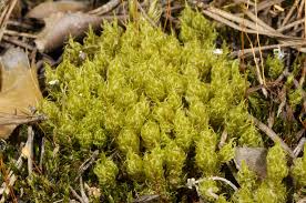 Attēlu rezultāti vaicājumam “Dicranum spurium”