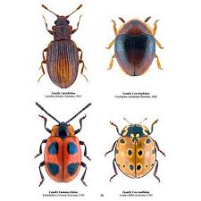 Attēlu rezultāti vaicājumam “Coleoptera”