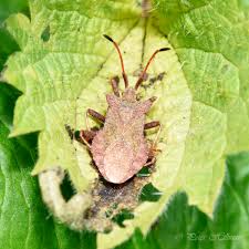 Attēlu rezultāti vaicājumam “Coreus marginatus”