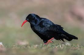 Image result for Pyrrhocorax pyrrhocorax
