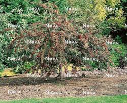Attēlu rezultāti vaicājumam “Crataegus laevigata”