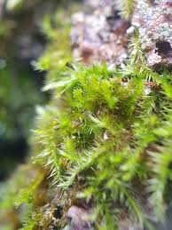 Attēlu rezultāti vaicājumam “Platygyrium repens”