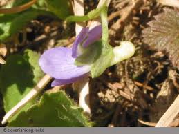 Attēlu rezultāti vaicājumam “Viola collina leaf”