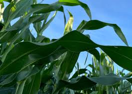 Attēlu rezultāti vaicājumam “Zea mays leaf”