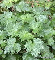 Attēlu rezultāti vaicājumam “Leonurus cardiaca leaf”