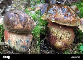 Attēlu rezultāti vaicājumam “Sutorius luridiformis”