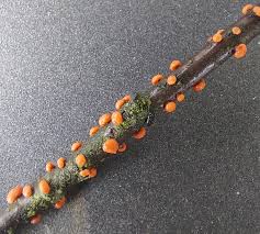 Attēlu rezultāti vaicājumam “Nectria cinnabarina”