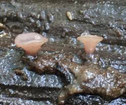 Attēlu rezultāti vaicājumam “Hyphodiscus hymeniophilus”