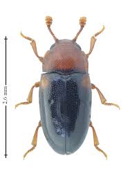Attēlu rezultāti vaicājumam “Dacne bipustulata”
