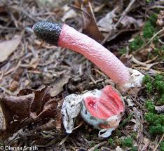 Attēlu rezultāti vaicājumam “Mutinus ravenelii”