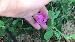 Attēlu rezultāti vaicājumam “Lathyrus tuberosus”