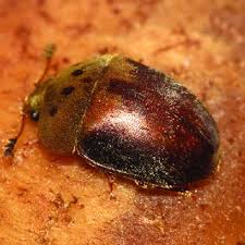 Attēlu rezultāti vaicājumam “Symphytocarpus impexus young”