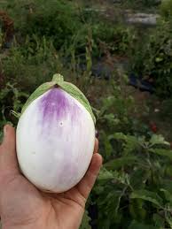 Afbeeldingsresultaat voor rosa bianca eggplant