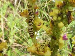 Attēlu rezultāti vaicājumam “Shargacucullia scrophulariae larva”